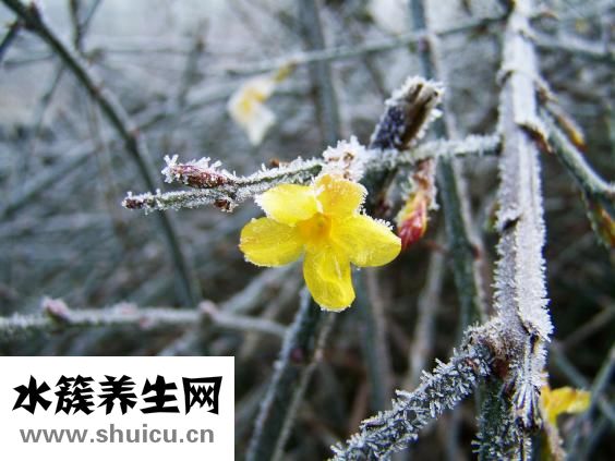 手脚冰凉吃什么