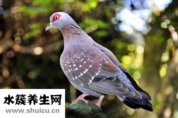 孕妇能吃鸽子汤吗