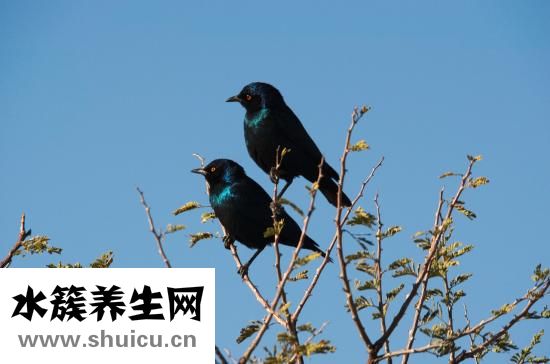 婴儿打嗝怎么办