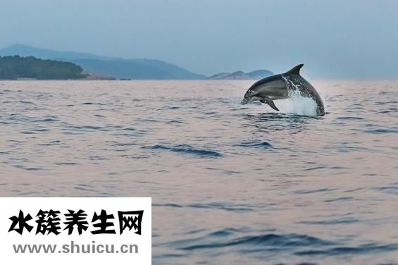 孕妇能吃鱼吗