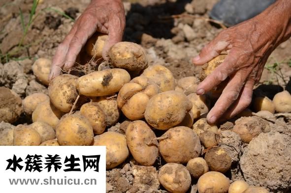 土豆粉的热量