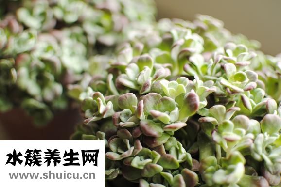 五皮风的功效与作用