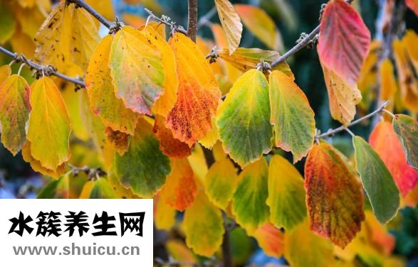 小柴胡颗粒的成分