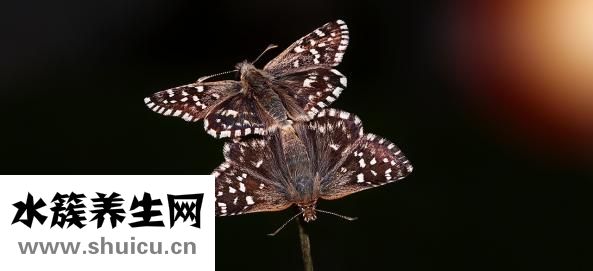 受精卵着床时间
