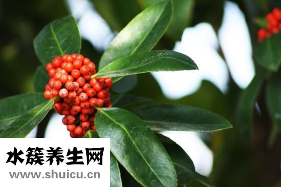 天牛吃什么