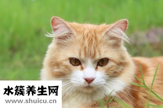 什么是肌无力