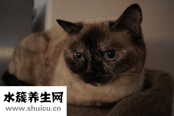 怀孕吃燕窝