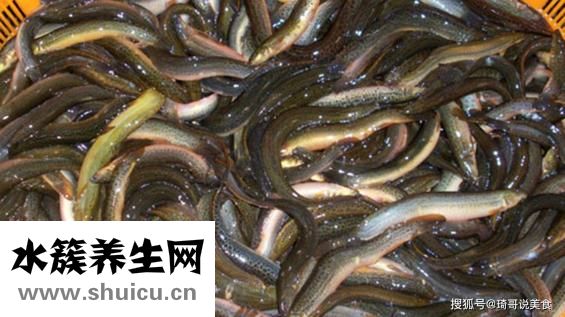 孕妇能吃泥鳅吗