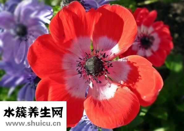 养胃的食谱