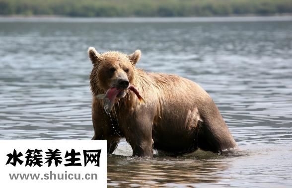 体香在几岁形成