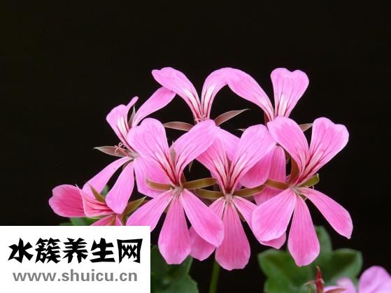 抄手的包法