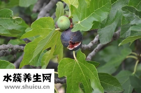 无花果干怎么吃