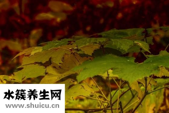 小拇指弯曲