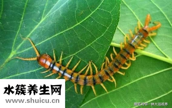 怎么消灭蜈蚣