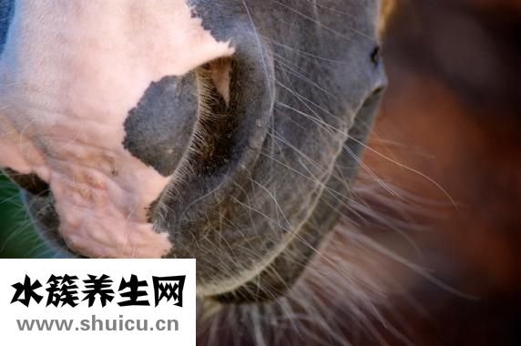 怎样治好鼻炎