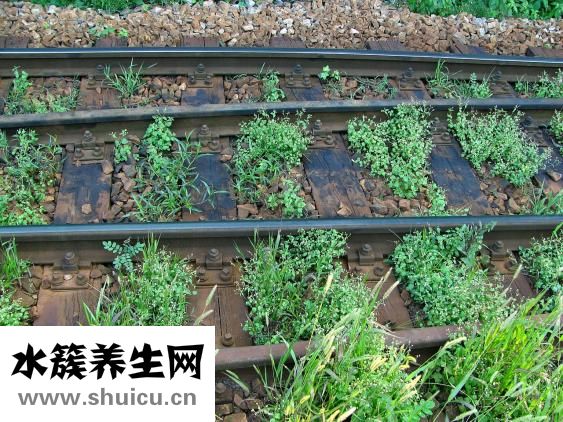 大肠和小肠的区别
