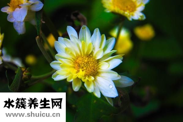 孕妇可以吃春芽吗