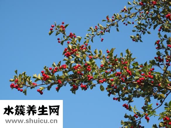 孕妇山楂能吃吗
