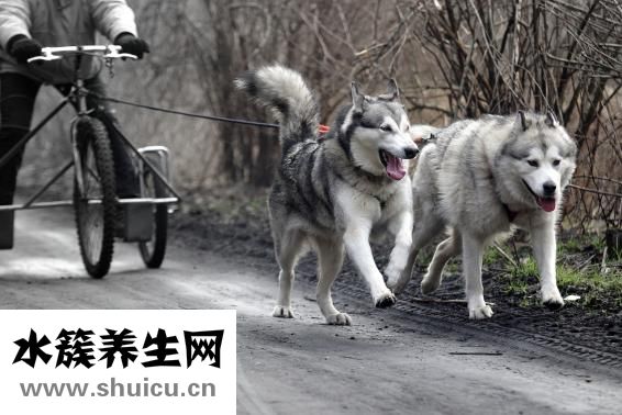 嗓子哑是什么原因
