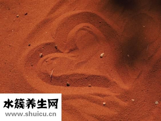 人的五脏六腑图