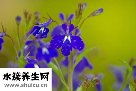 生龙凤胎需要注意什么（做一对龙凤胎需要多少钱）