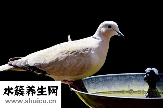 孕妇可以吃鸽子吗
