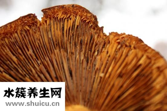 双歧杆菌四联