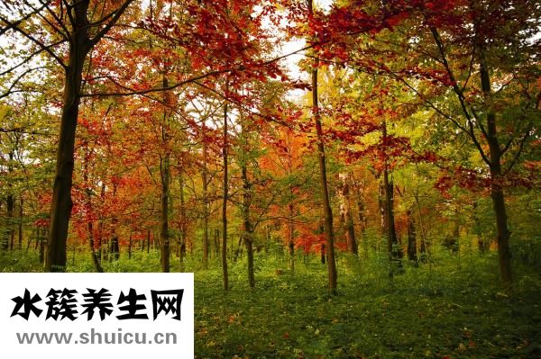 吃什么降糖