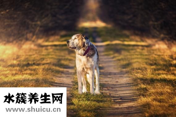 希尔安药业