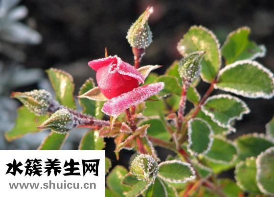 云南酸木瓜