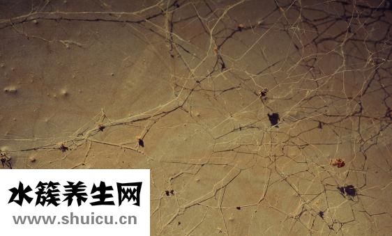 乙肝两对半检查