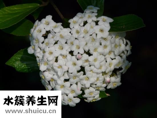 山楂糖雪球