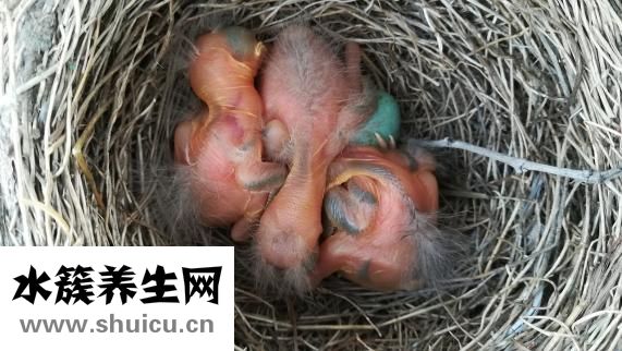 心脏疼怎么回事