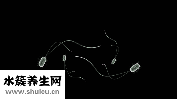 吃梨会长胖吗