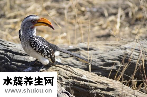 什么是蜂王浆