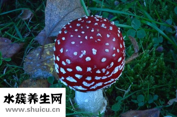 山药木耳炒肉