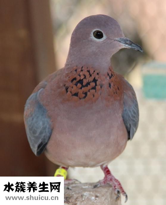 孕妇可以吃鸽子吗