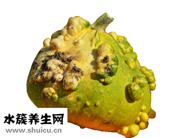 喝中药能吃羊肉吗