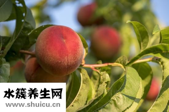 养胃吃什么