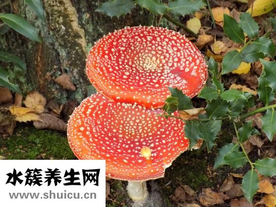 山药木耳炒肉