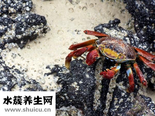 鸽子肉营养价值较高也有助孕妇健康