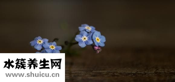 婴儿紫草油