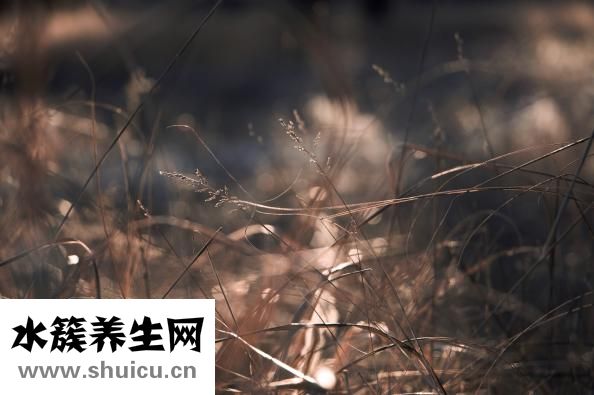心肺复苏按压频率