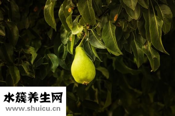 孕妇能喝红枣水吗