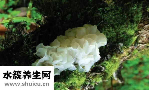 怀孕可以吃银耳吗