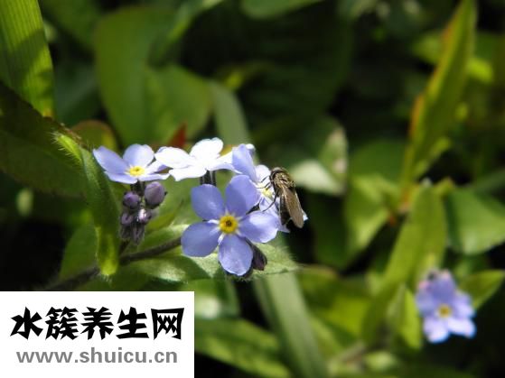 婴儿紫草油