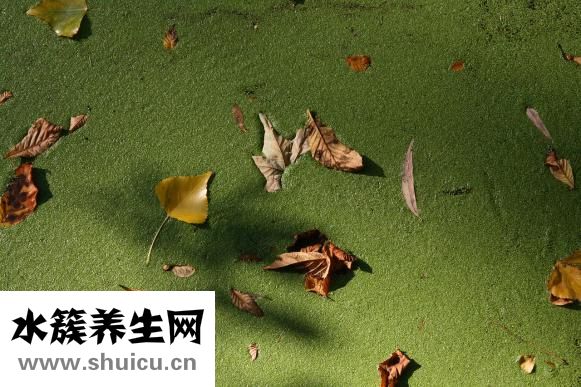 怎样恢复胰岛素功能