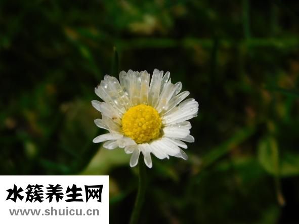 孕妇能吃鲈鱼吗