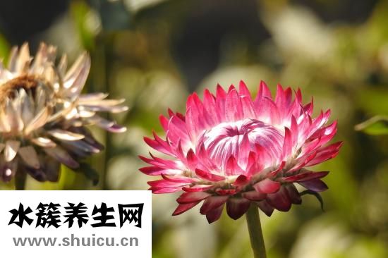 孕妇能吃八角吗
