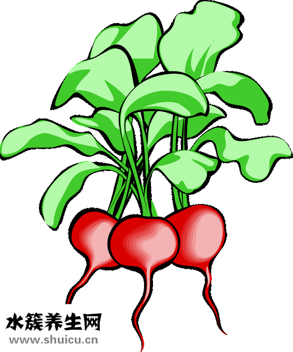 圆葱和洋葱的区别